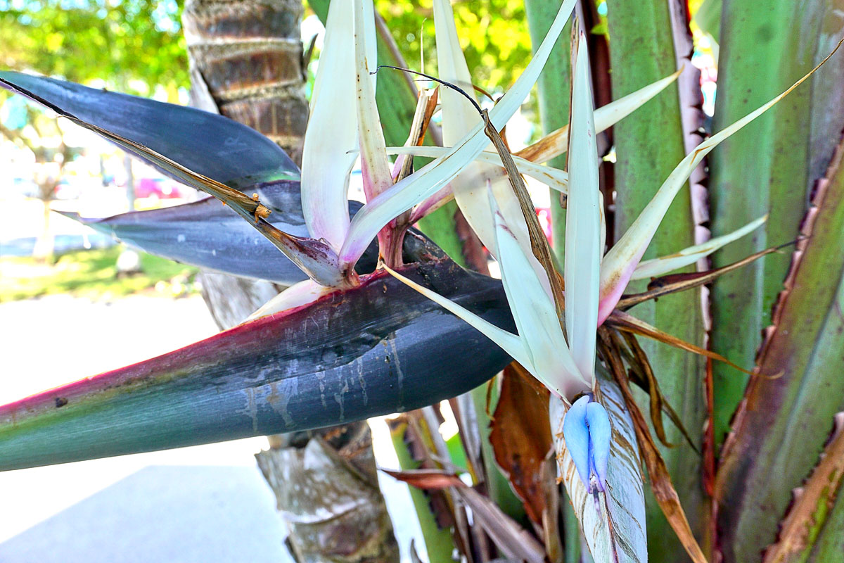 © 2019 Louise Levergneux. Nothing says tropical like the white Bird of Paradise tree, with its enormous leaves, upright stems and exotic flowers. / Rien ne dit tropical comme l’arbre oiseau de paradis blanc, avec ses énormes feuilles, ses tiges dressées et ses fleurs exotiques.