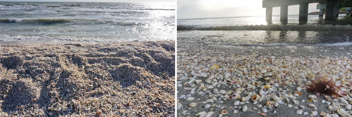 © 2019 Louise Levergneux. left: the amazing abundance of shells makes beachcombing a wonderful game of seek-and-find on this romantic Island.; right: Blind Pass Beach between Sanibel and Captiva Islands. / à gauche : l’abondance étonnante de coquillages fait la récolte sur la plage un merveilleux jeu de chercher et trouver sur cette île romantique.; à droite : Blind Pass Beach, entre les îles Sanibel et Captiva.