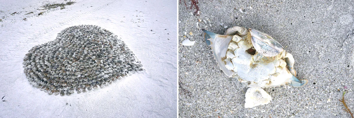 © 2019 Louise Levergneux. At 7:30am on Lighthouse Beach, one can find all kinds of interesting things! / À 7h30 sur Lighthouse Beach, on peut trouver toutes sortes de choses intéressantes !
