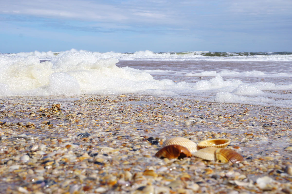 © 2019 Louise Levergneux. More shelling at St Augustine Beach. / Encore une fois, la récolte sur la plage St Augustine.