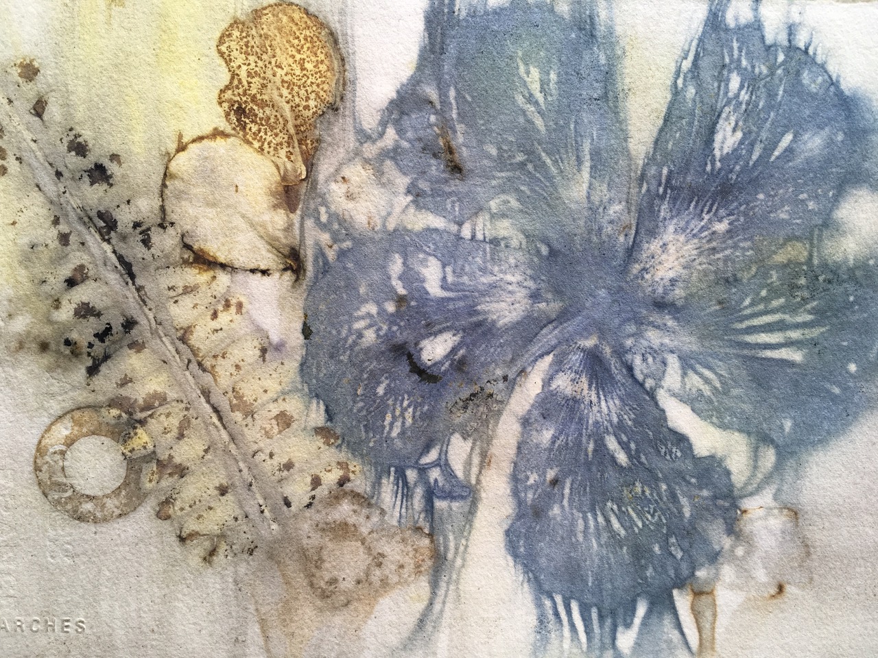 © 2019 Merike van Zanten. Hibiscus and fern print on paper from Merike’s residency.