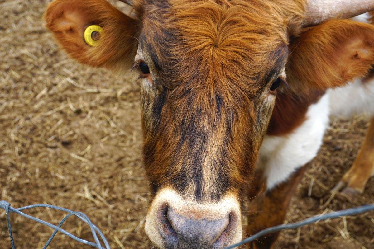 © 2019 Louise Levergneux. Lazy Palms Ranch is exceptionally quiet with fields covered with lovely native spring flowers and we met a few friendly cows. / Le ranch Lazy Palms est exceptionnellement calme avec des champs couverts de belles fleurs printanières et on rencontre quelques vaches amicales.