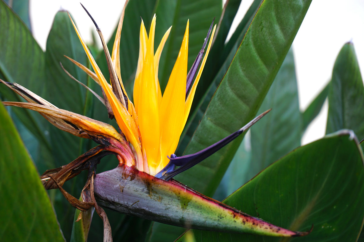 © 2019 Louise Levergneux. The famous Bird of Paradise seen everywhere in the South of Texas. / Le célèbre oiseau de paradis que l'on voit partout dans le sud du Texas.