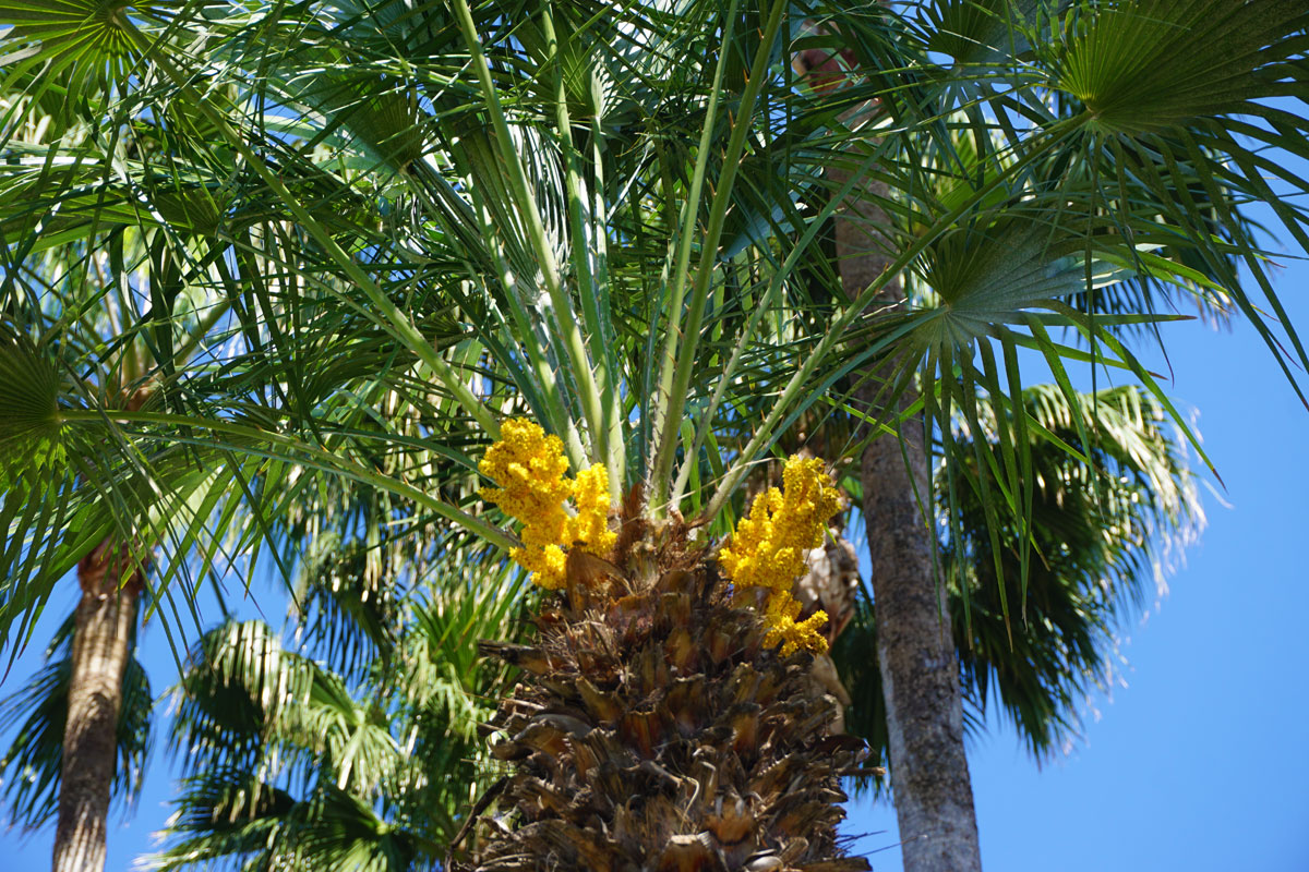 © 2019 Louise Levergneux. A palm tree in the south of Texas. / Un palmier dans le sud du Texas.
