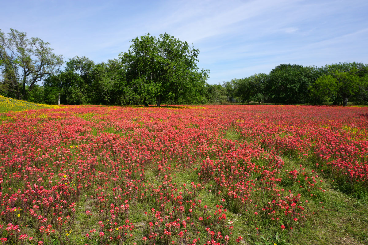 © 2019 Louise Levergneux. Texas Paintbrush in the south of Texas, my backyard in April, not bad for inspiration!