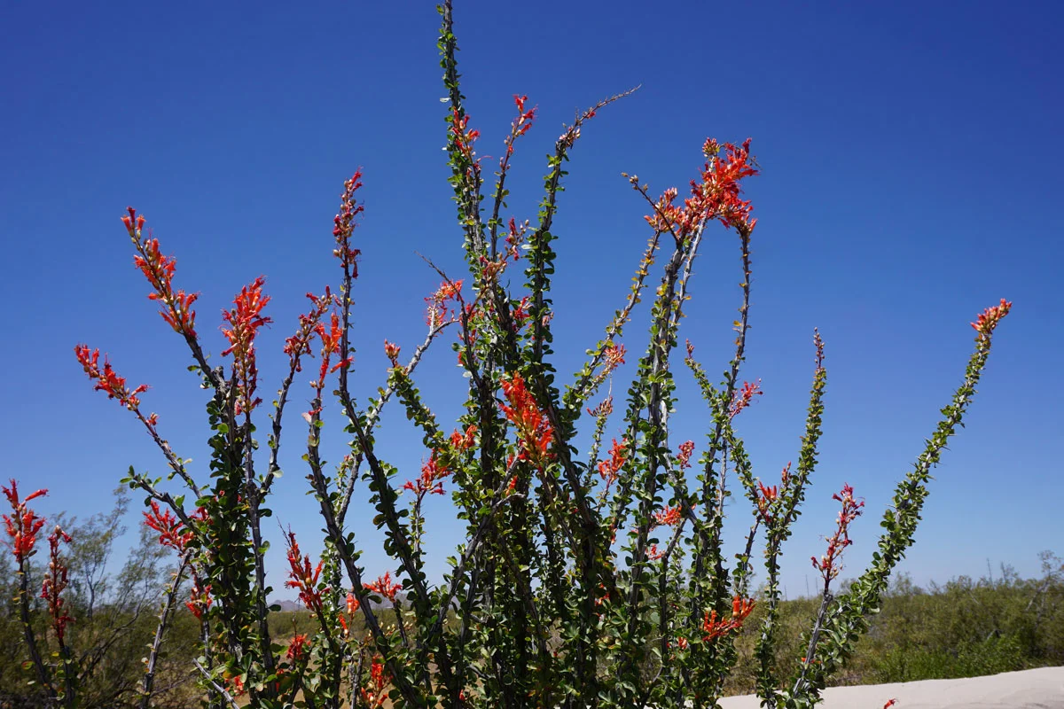 © 2019 Louise Levergneux. The ocotillo (not a true cactus) is indigenous to the Sonoran and the Chihuahuan Deserts. For much of the year, the plant appears to be spiny dead sticks, closer examination reveals that the stems (may grow to 10m/33‘) are partly green. With rainfall, the plant quickly becomes lush with small (2-4cm), ovate leaves, which may remain for weeks or even months. The bright crimson flowers appear especially after rainfall in spring, summer, and occasionally fall. / L’ocotillo n’est pas un vrai cactus, mais une espèce indigène du désert de Sonora et du désert Chihuahua. Pendant une bonne partie de l’année, il s’agit de bâtons morts épineux, un examen plus attentif révèle que les tiges (pouvant atteindre 10 m) sont partiellement vertes. Avec la pluie, la plante devient rapidement luxuriante avec de petites feuilles ovales(2-4 cm), qui peuvent rester pendant des semaines même des mois. Les fleurs pourpres brillantes apparaissent surtout après les précipitations au printemps, en été et parfois à l’automne.