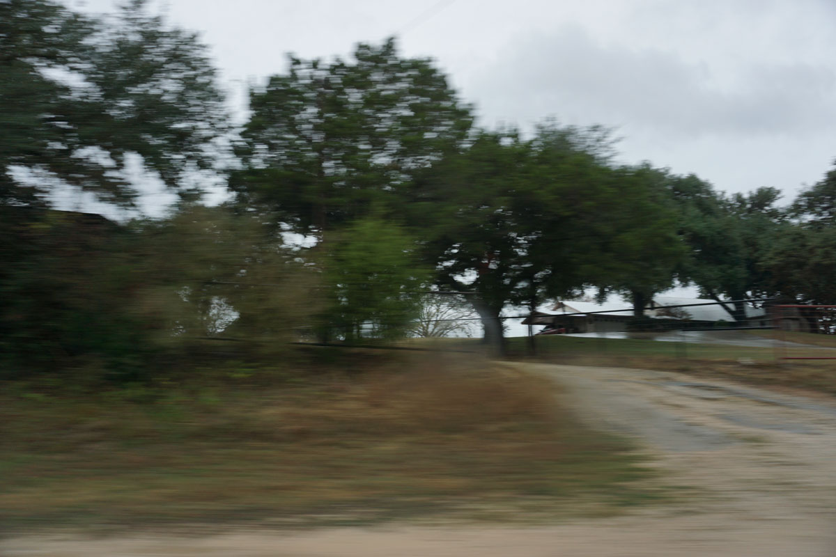 © 2019 Louise Levergneux. Quercus Virginiana know as the Live Oak Tree, New Braunfels, Texas.