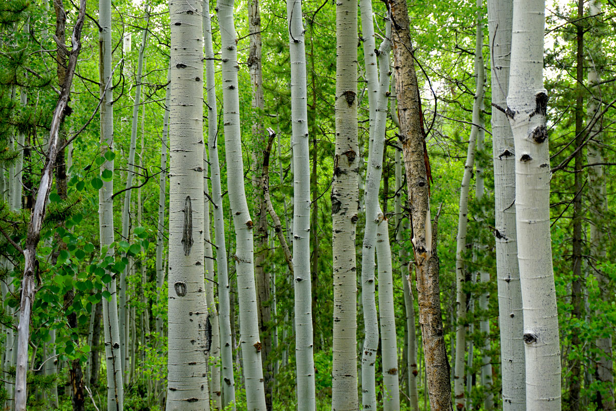 © 2019 Louise Levergneux. Quakin Aspens in the Uinta Mountains.
