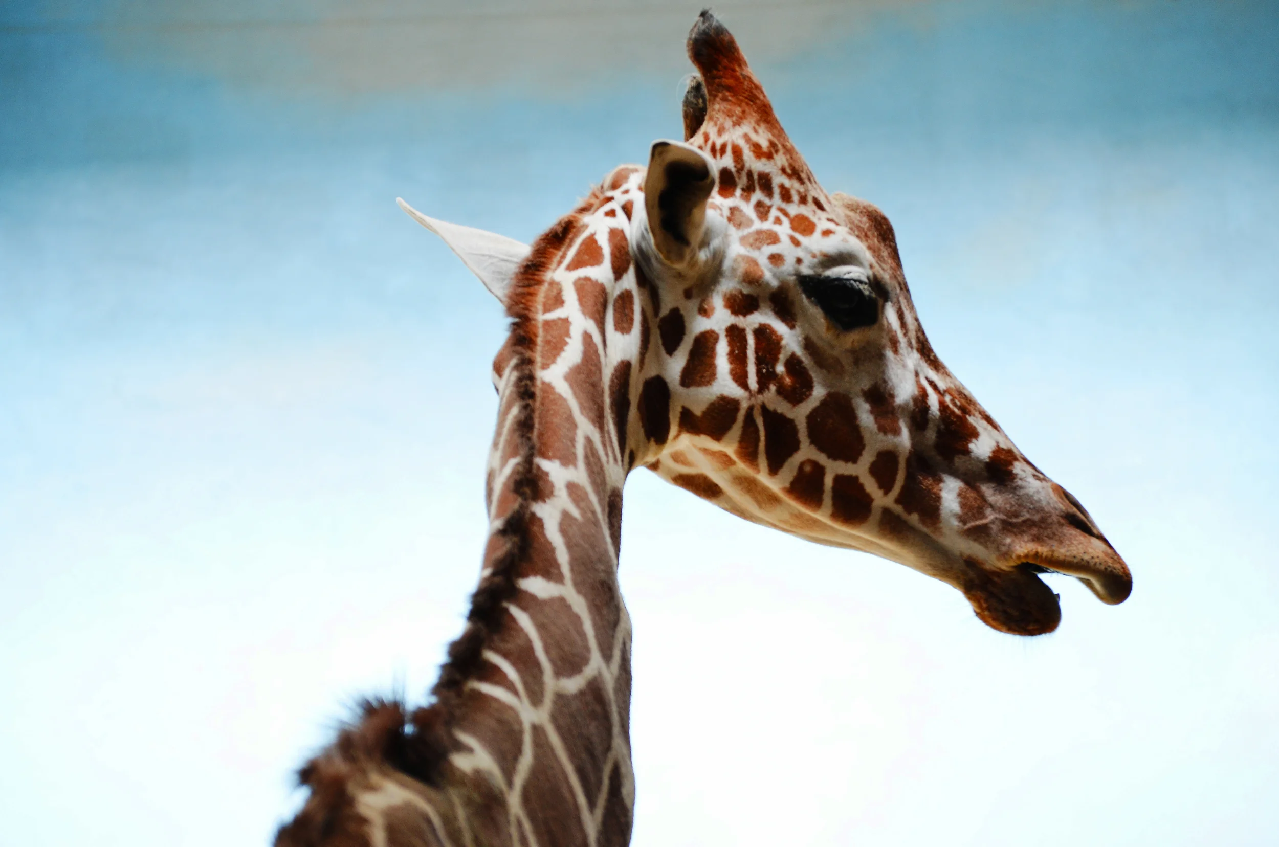 giraffe.jpg