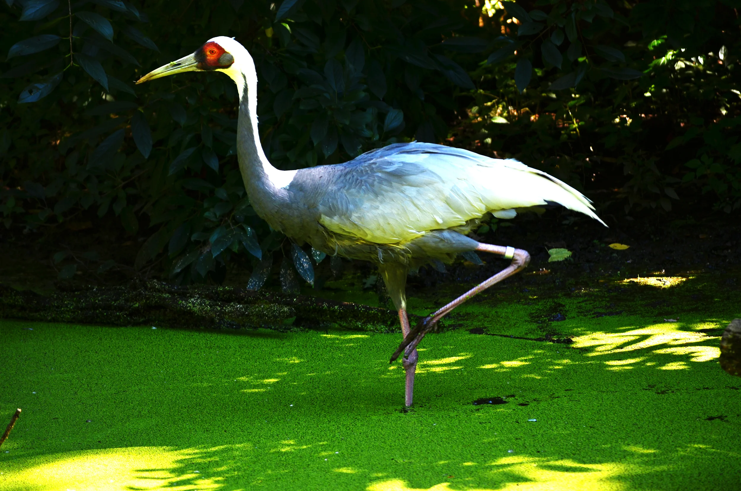DSC_0681.jpg