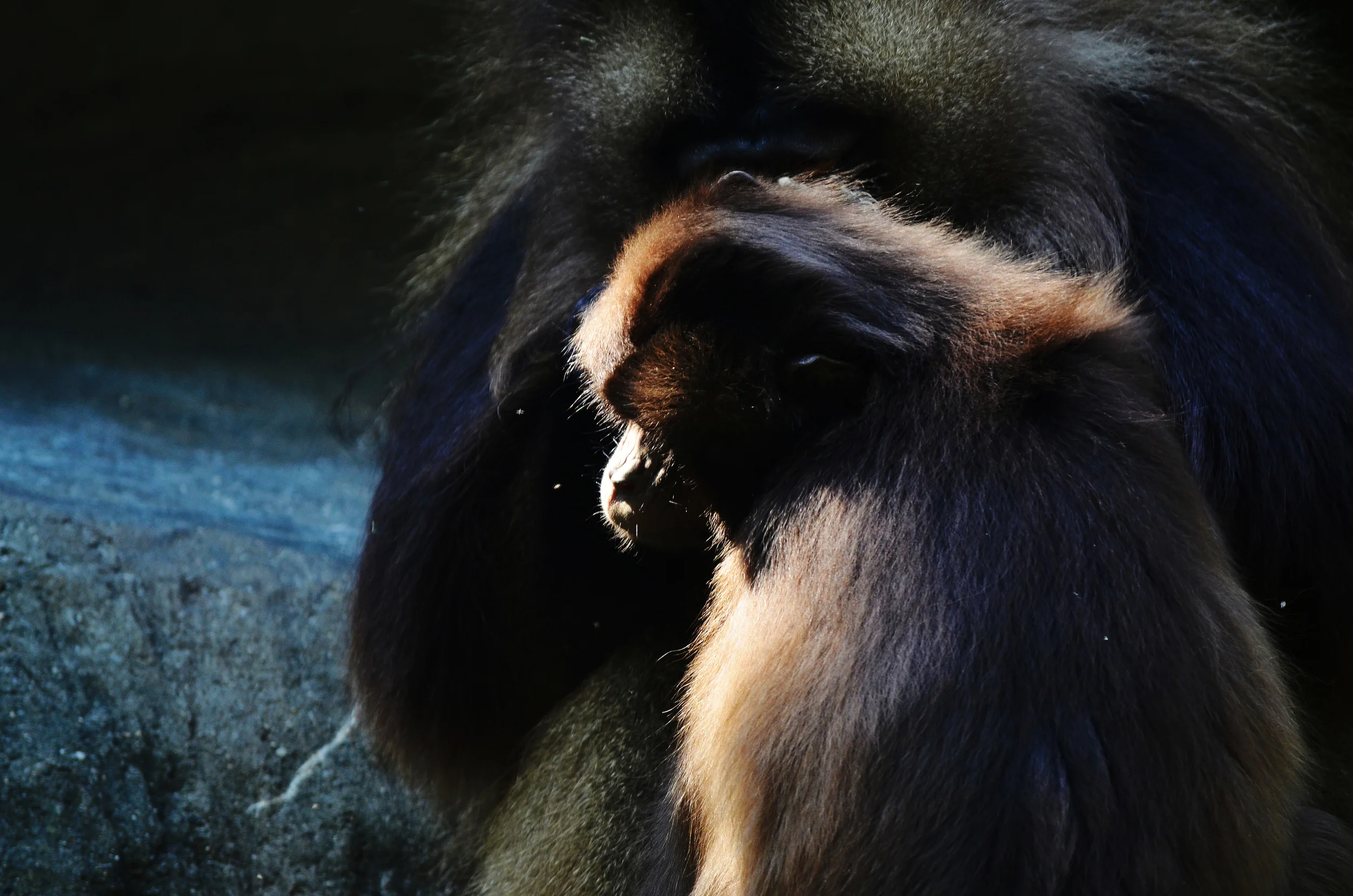 monkfacelight.jpg