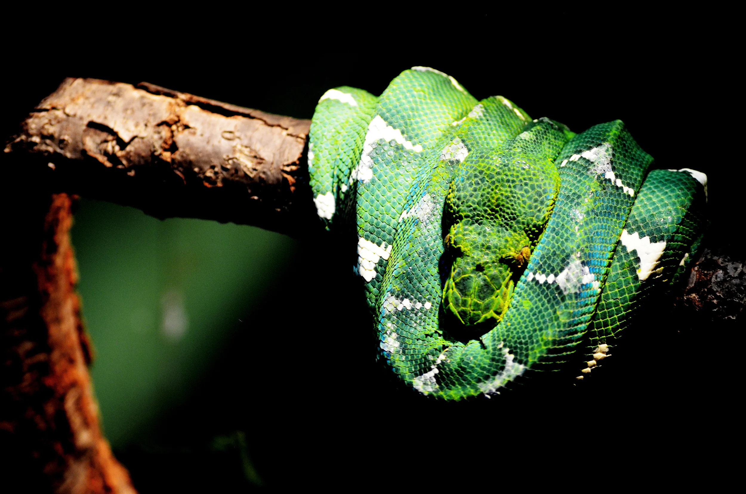 greensnake.jpg