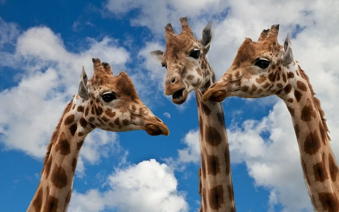 Take Advantage of Extra Features in Messages Group Conversations