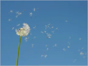 Dandelion.jpg