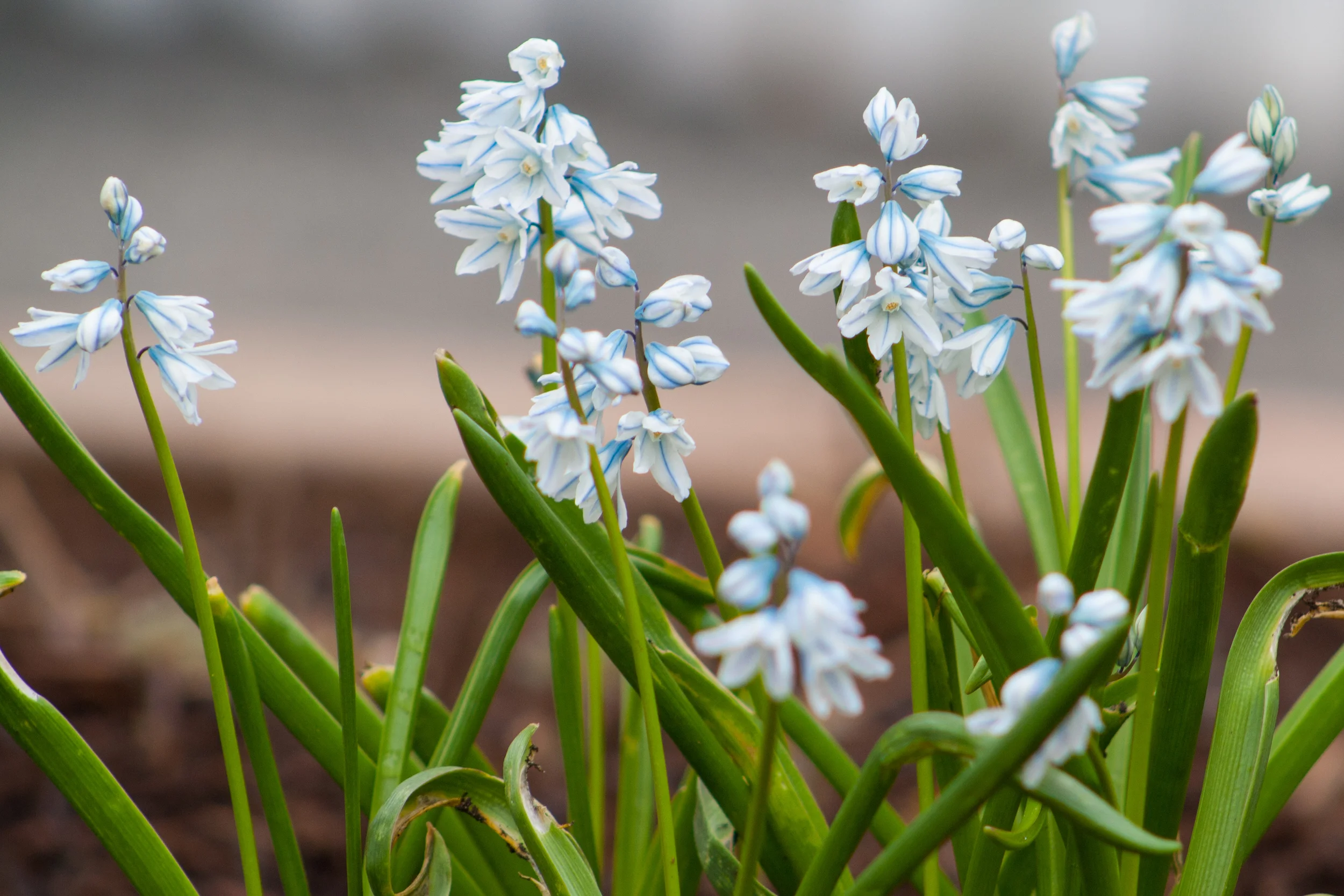 flowers-4.jpg