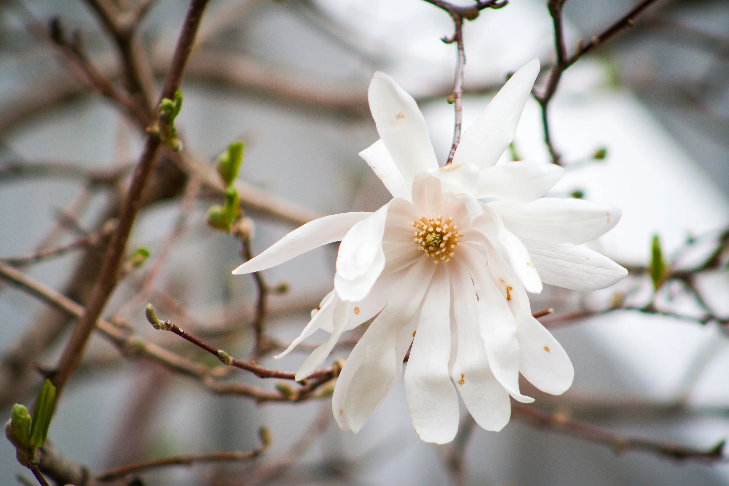 flowers-5.jpg