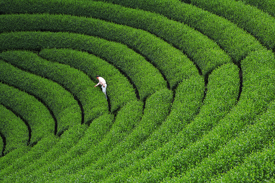 Tea_FieldRP1.jpg