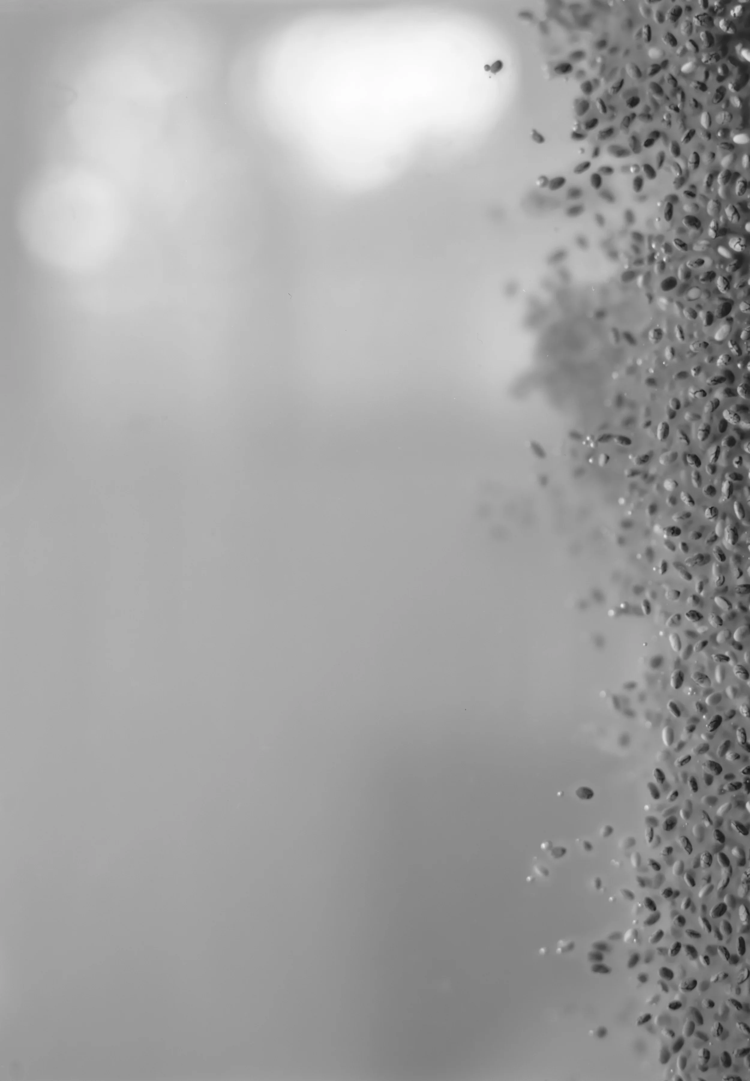 02_Chia-bw_edit.jpg