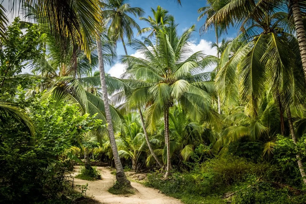Tayrona National Park trail throughthe palms.jpg