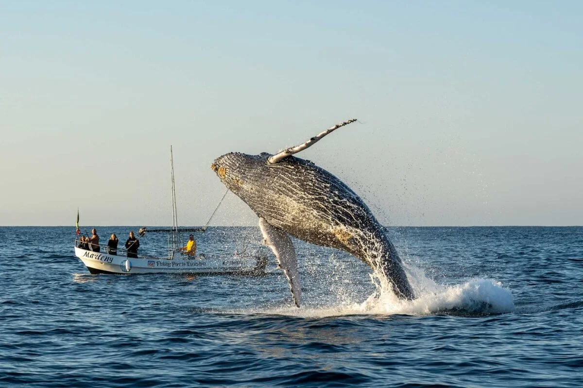 whale-puerto-escondido-1200x800-1.jpg