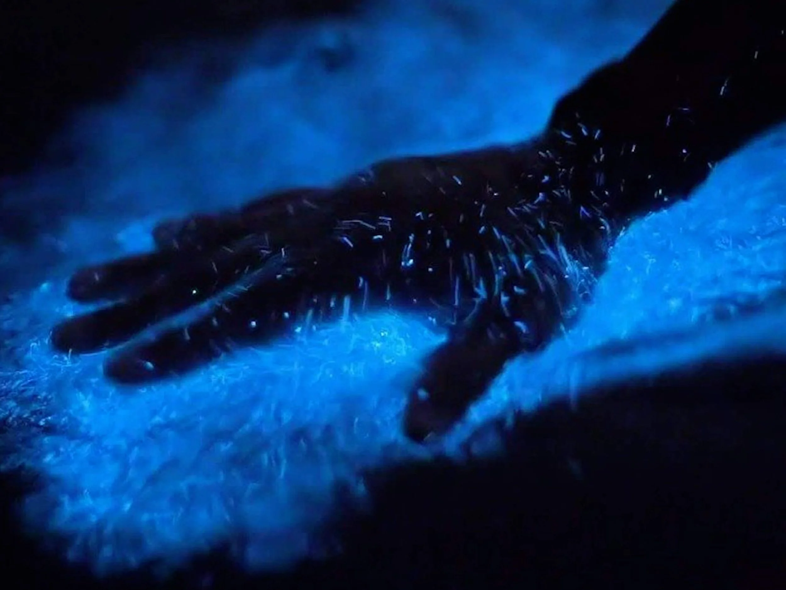 Bioluminescence-tour-1-scaled.jpg