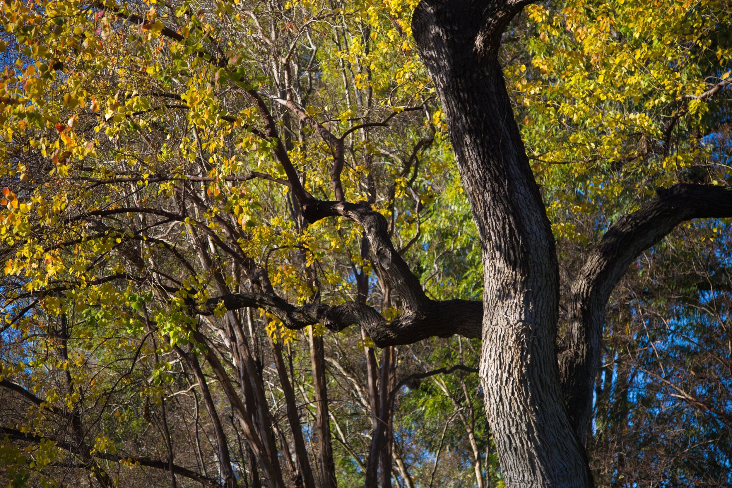 The trees are still bursting with color.