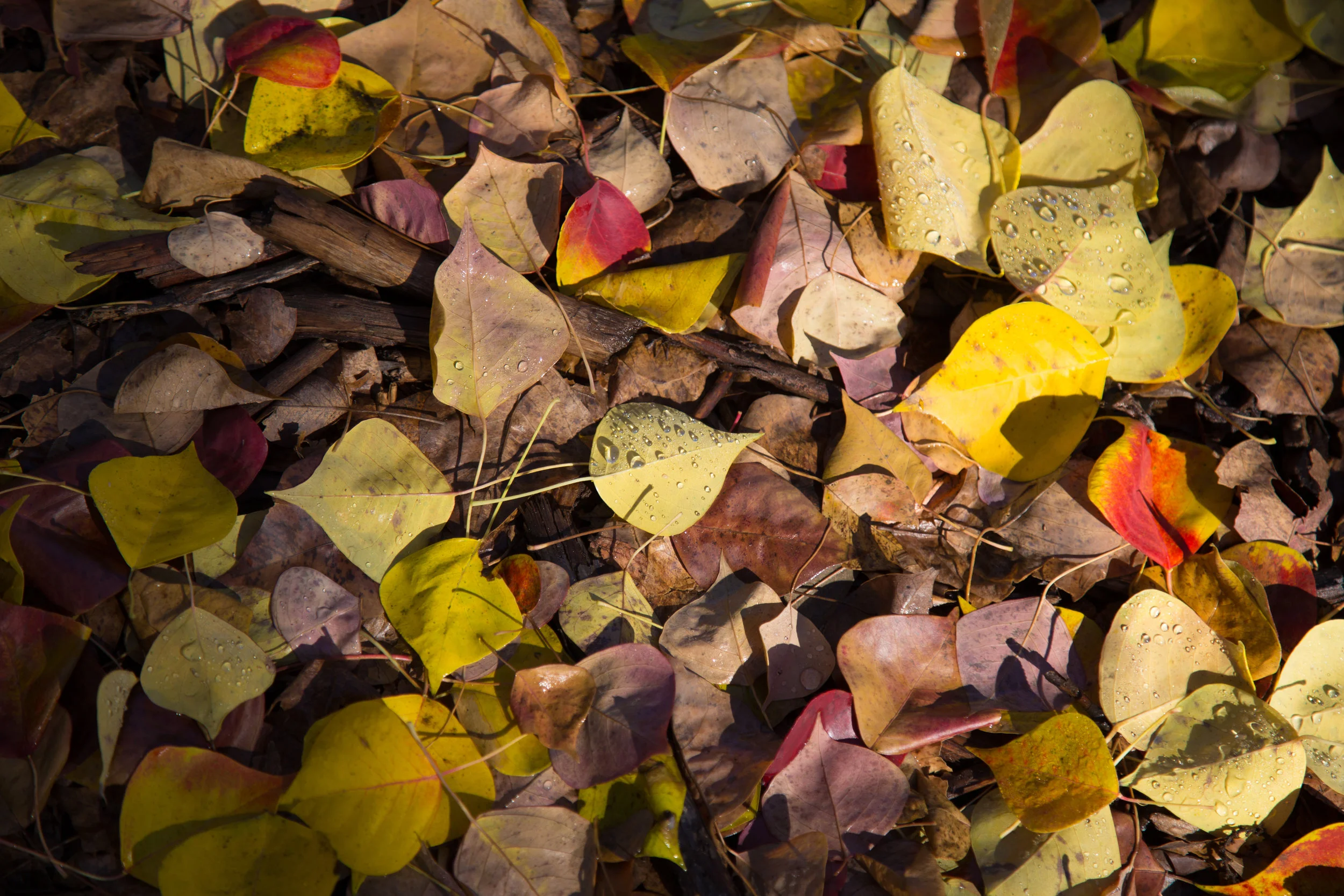 Fallen leaves.