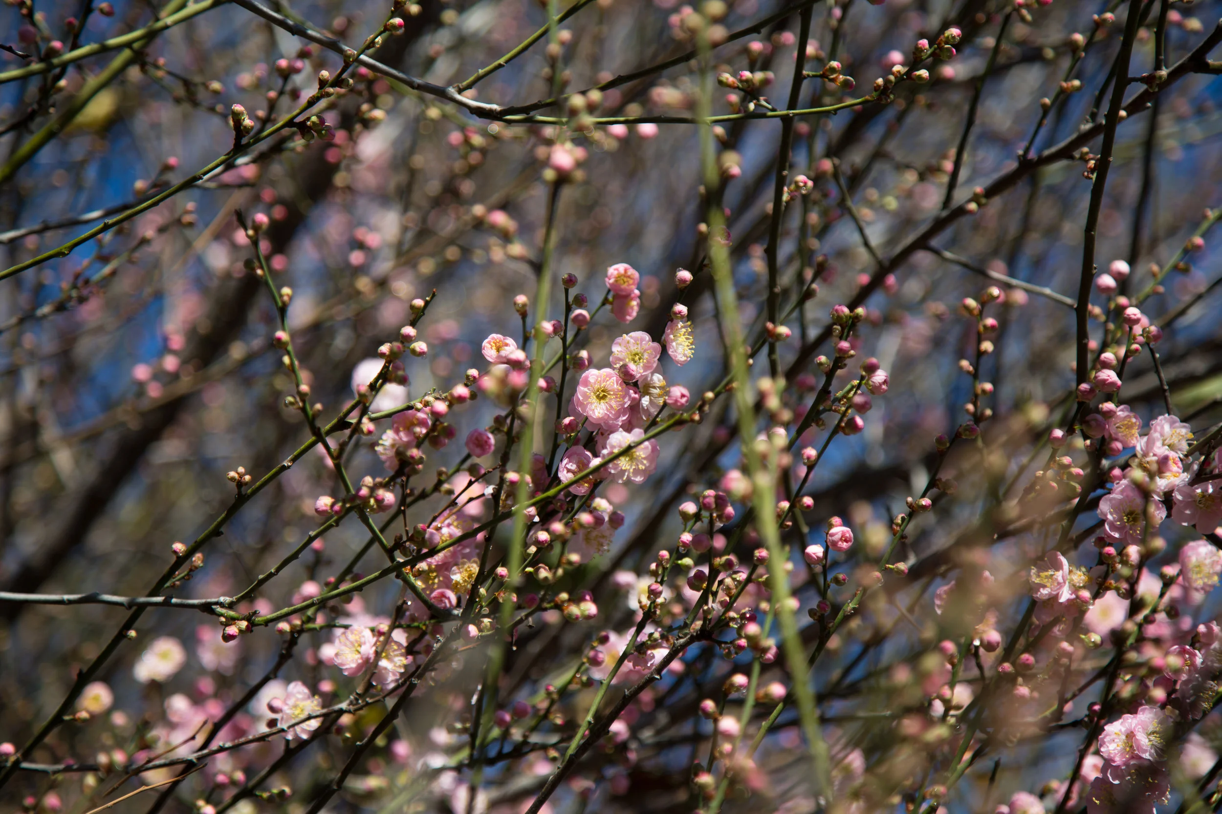 The Japanese Apricot is already starting to bloom. Soon it will be full of tiny pink flowers.