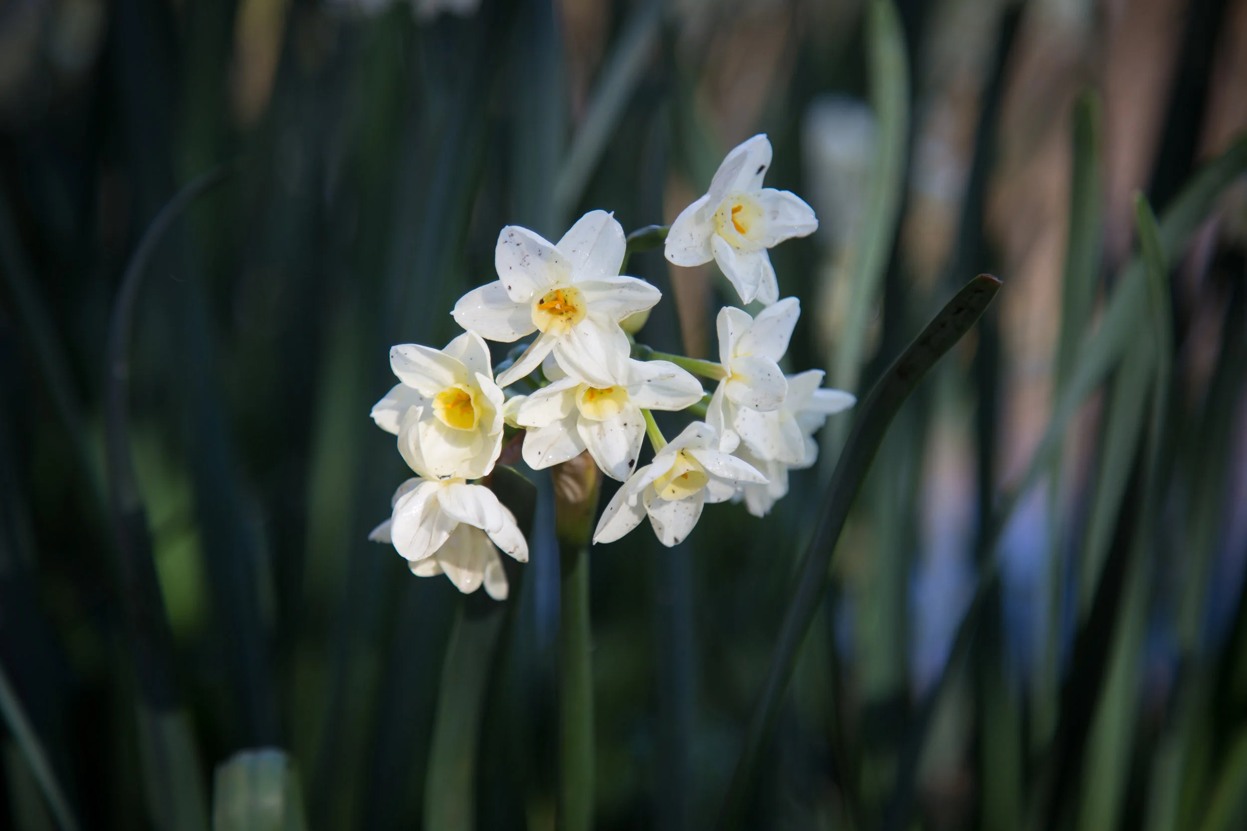 Narcissus flowers near the meadow.