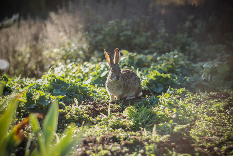 rabbit-in-the-herb-garden_16543200011_o.jpg