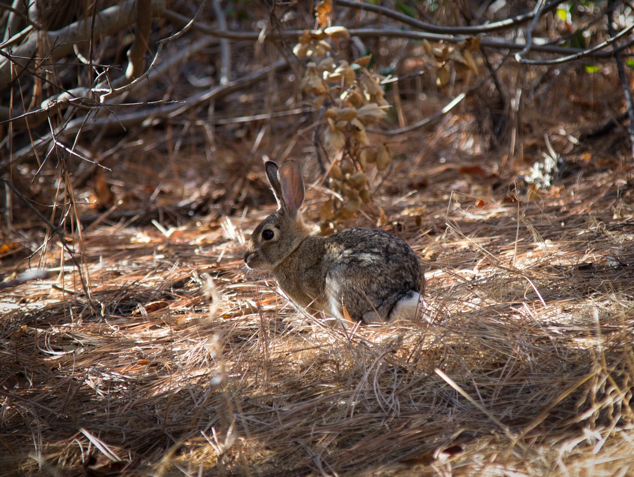 bunny-on-the-trail_28492102834_o.jpg