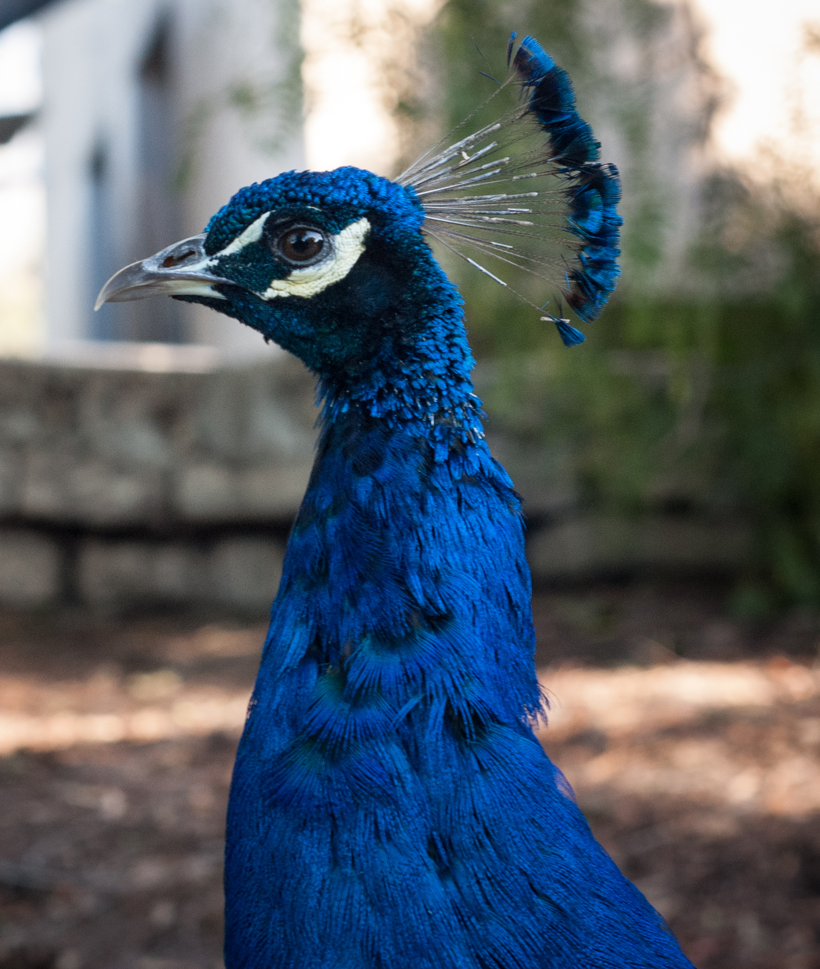 curious-peacock_15956070607_o.jpg