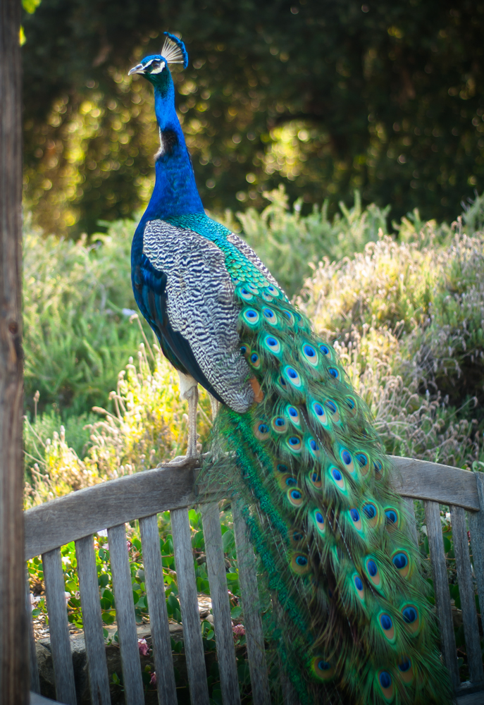 peacock_19062217758_o.jpg