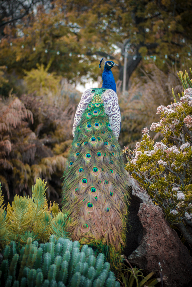 peacock-paradise_16226268717_o.jpg