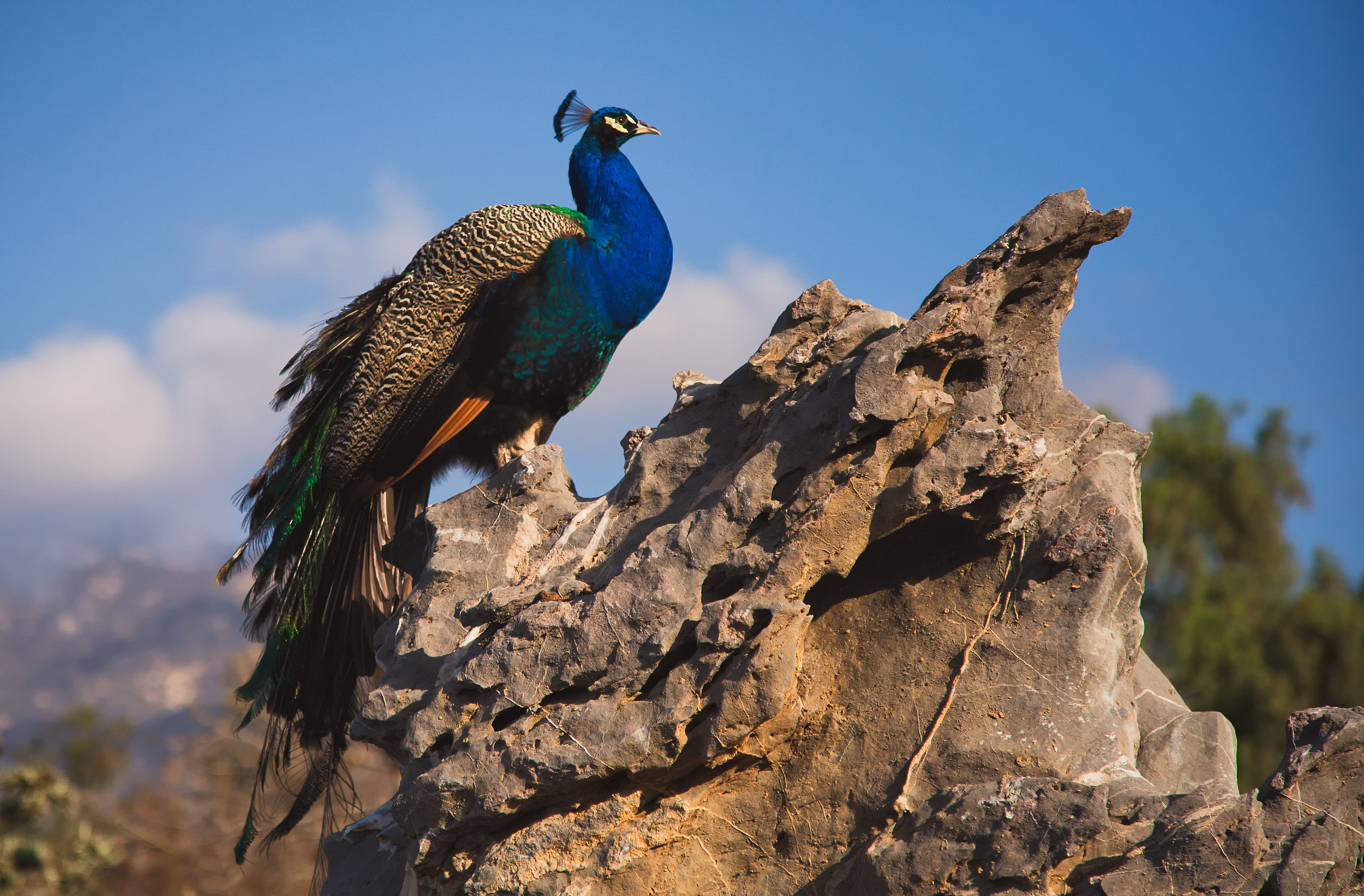 peacock-rock_23963172673_o.jpg