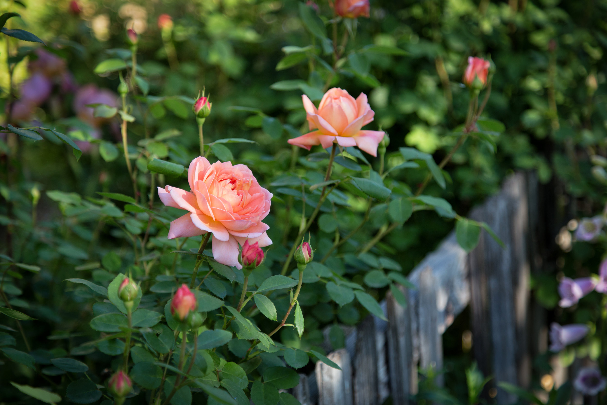 roses-at-the-cottage-fence_25636377343_o.jpg