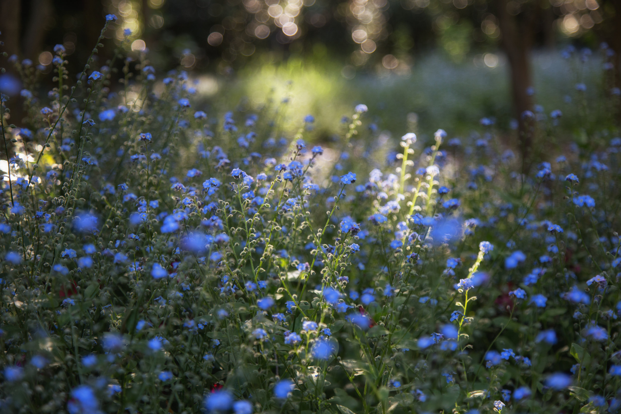 spending-time-in-a-field-of-forget-me-nots_26443697851_o.jpg