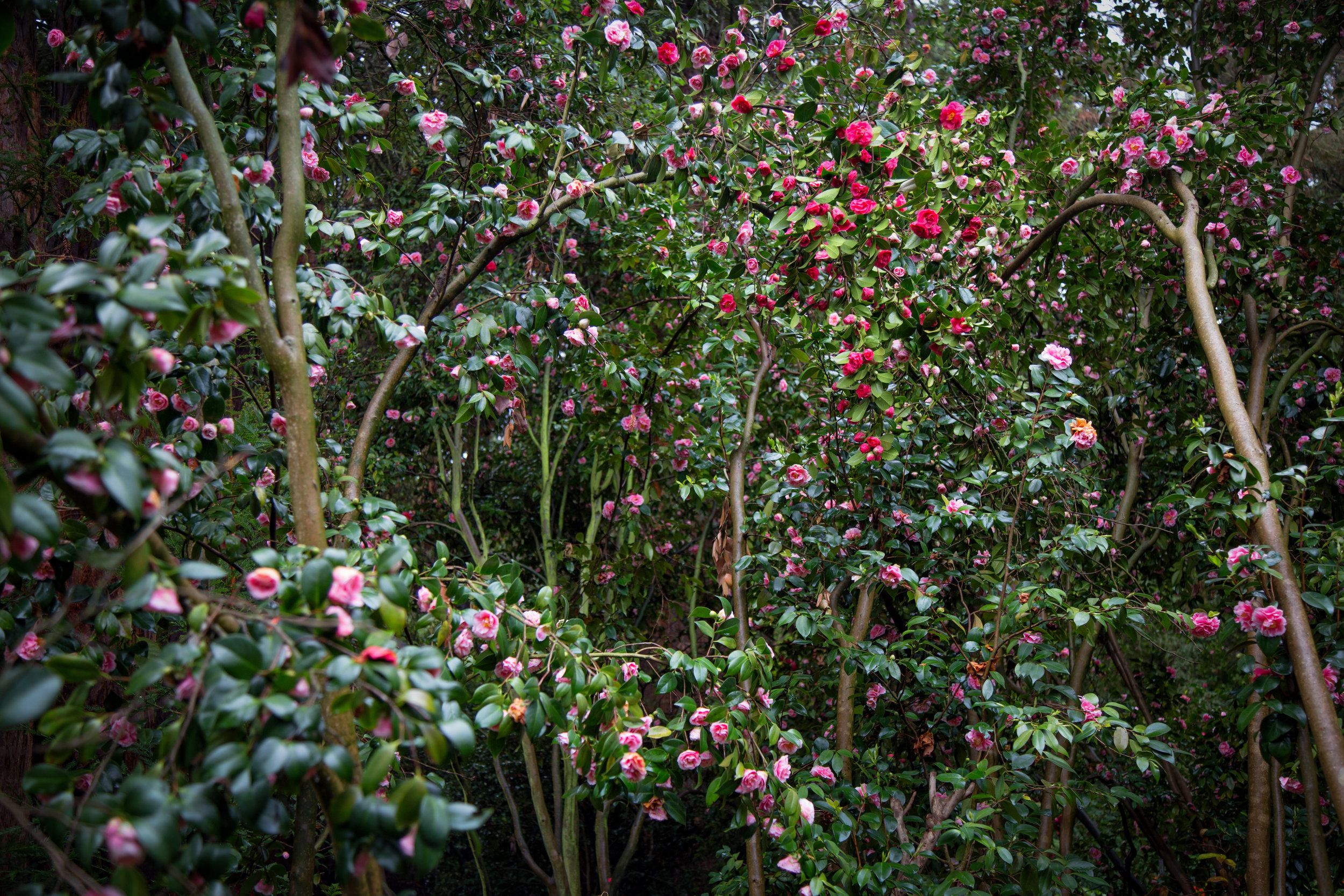 surrounded-by-camellia-trees_26271917401_o.jpg