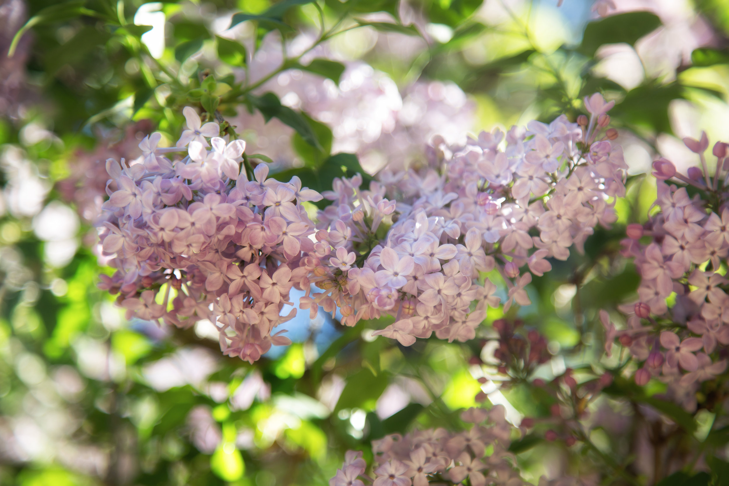 the-mystical-lilac_24752365394_o.jpg