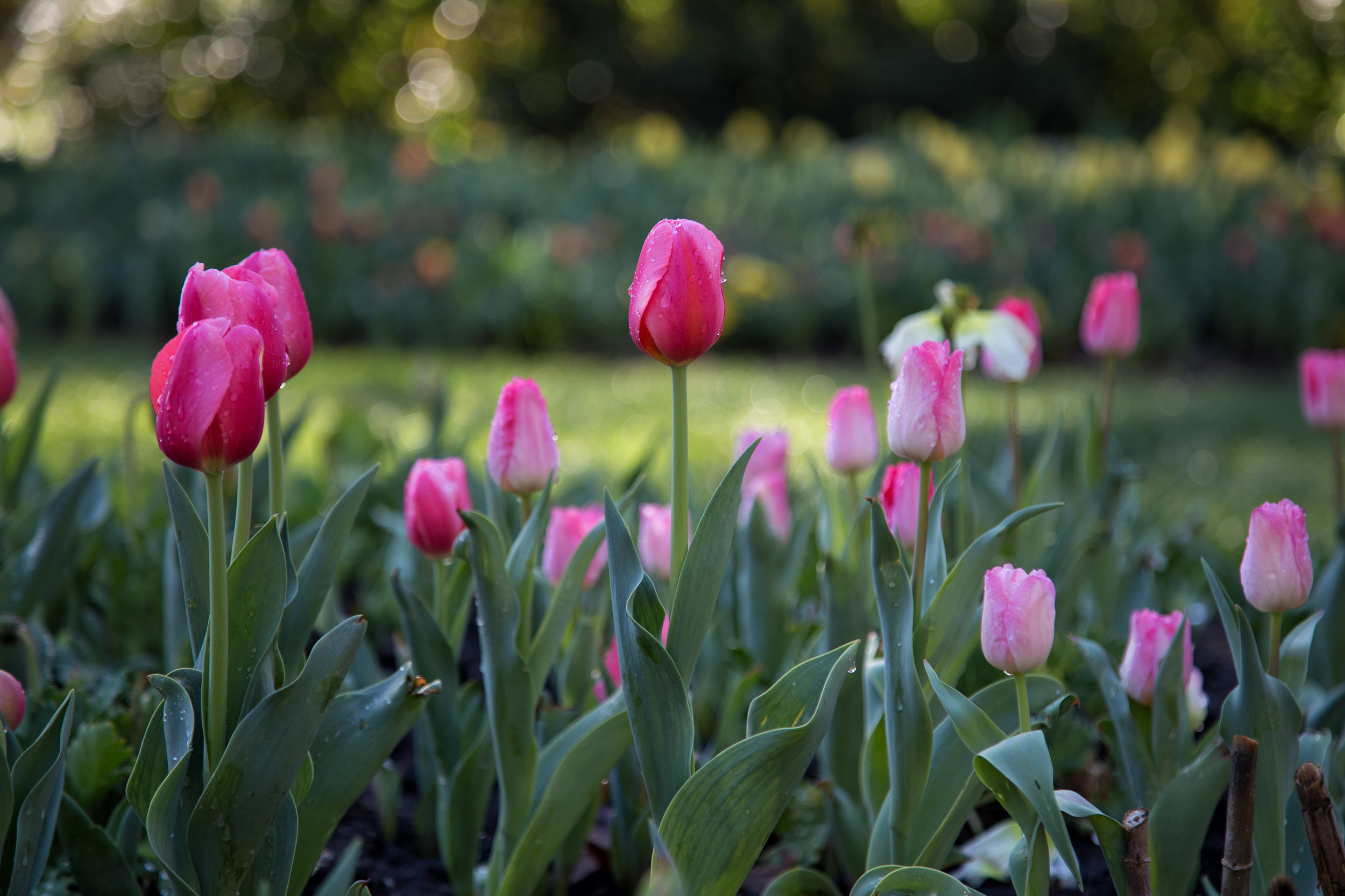 tulip-bloom-2016_25022706539_o.jpg