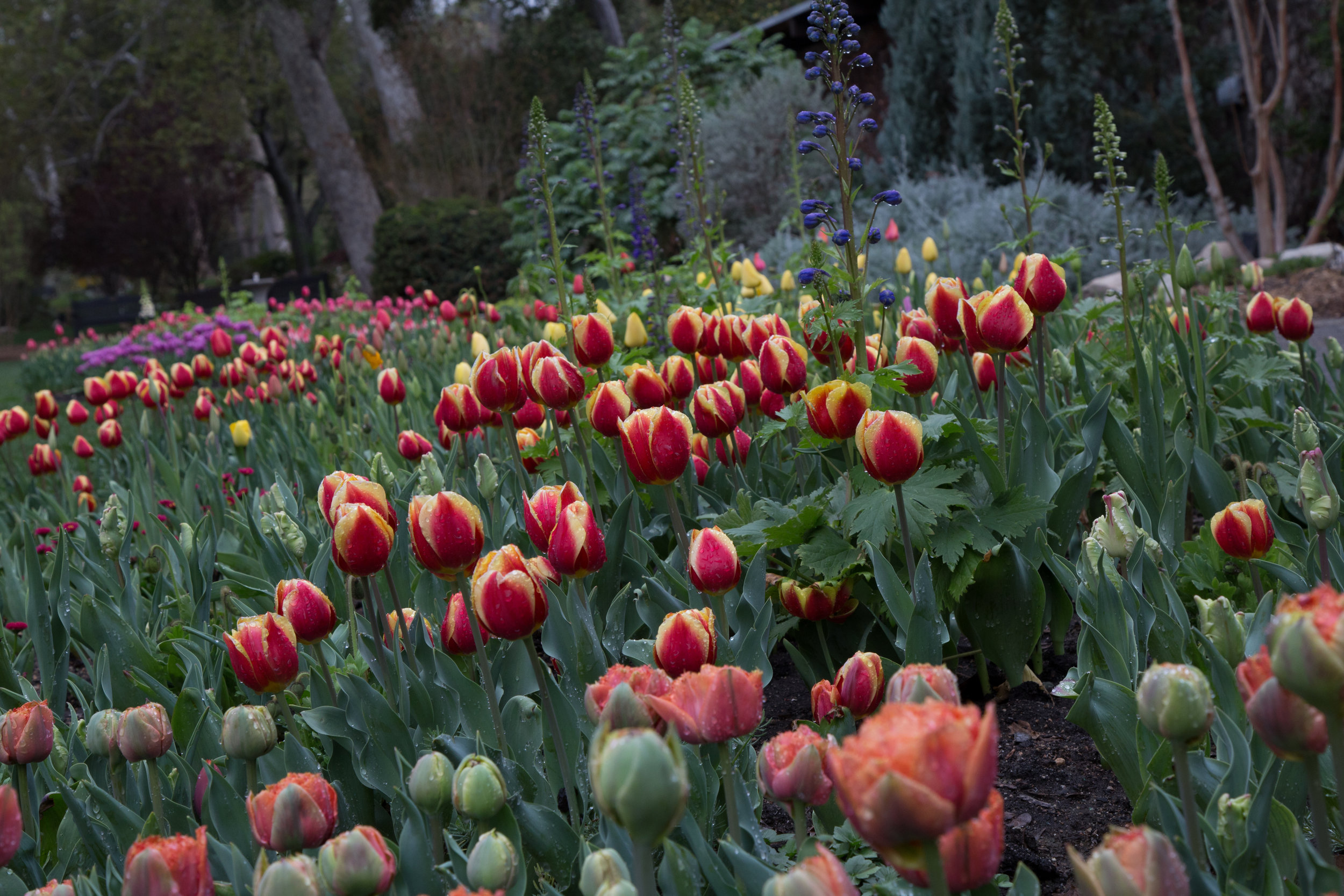 tulip-bloom-2016_25549239236_o.jpg