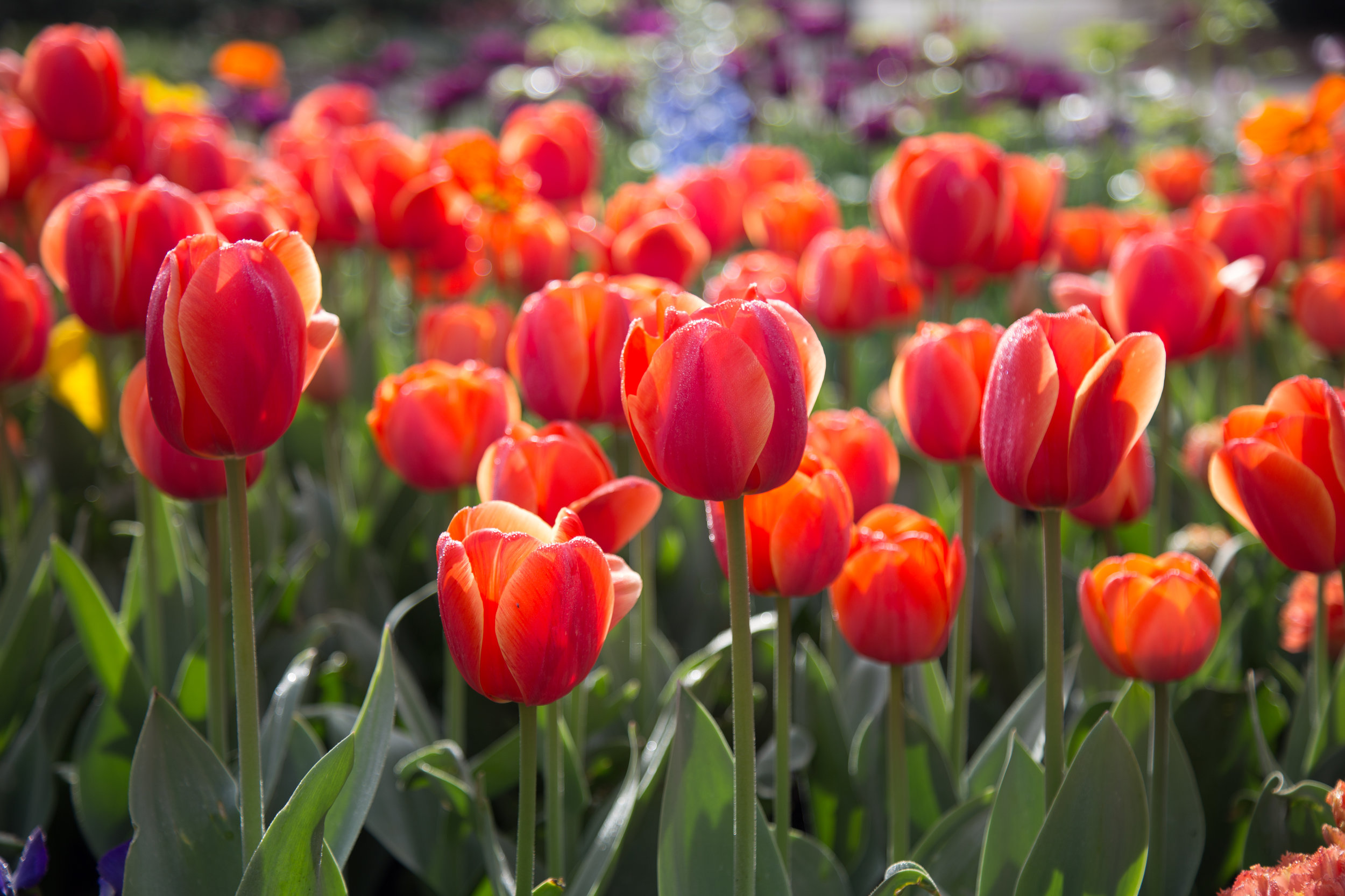 tulips_26060604734_o.jpg