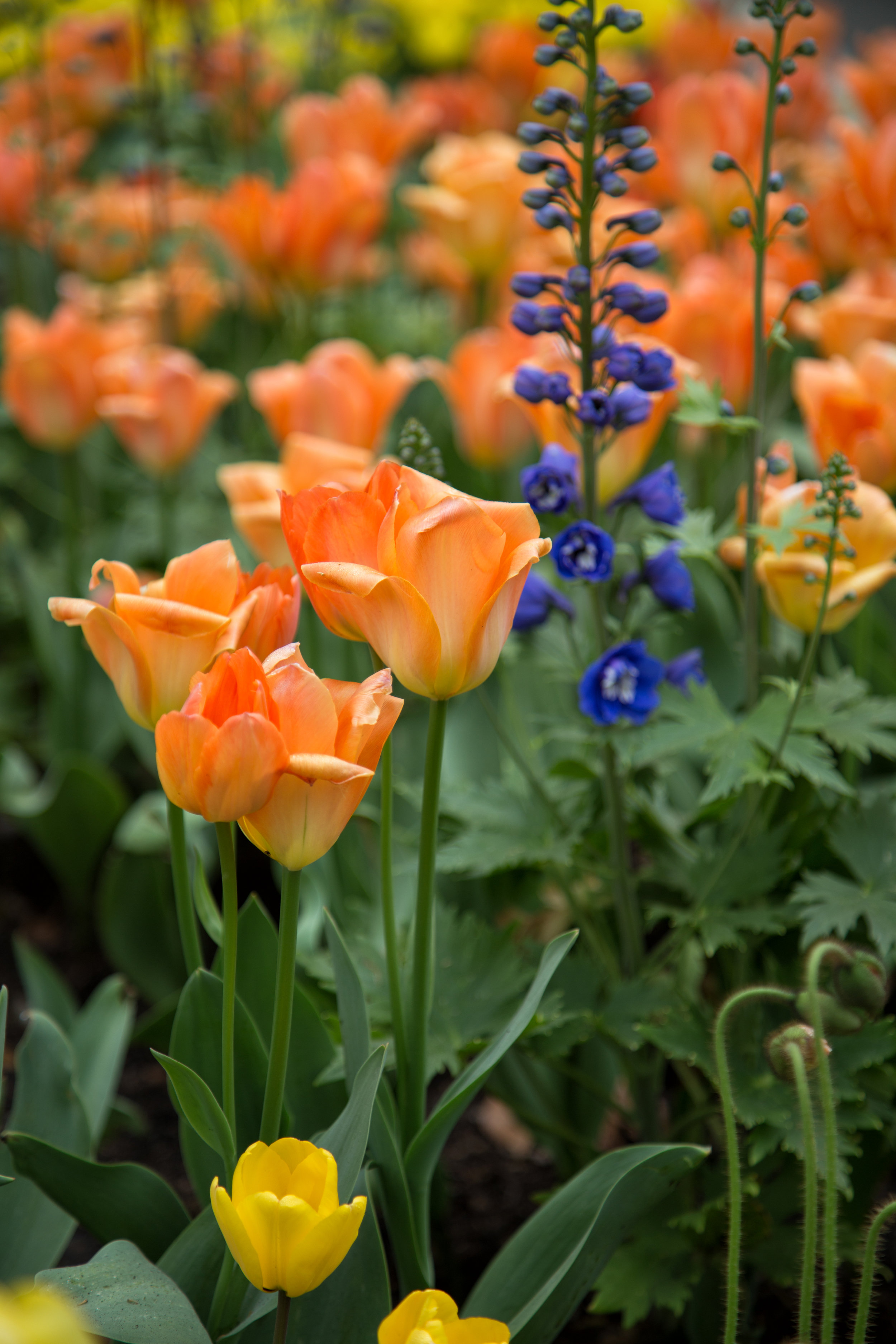 tulips-and-delphinium_25735151625_o.jpg