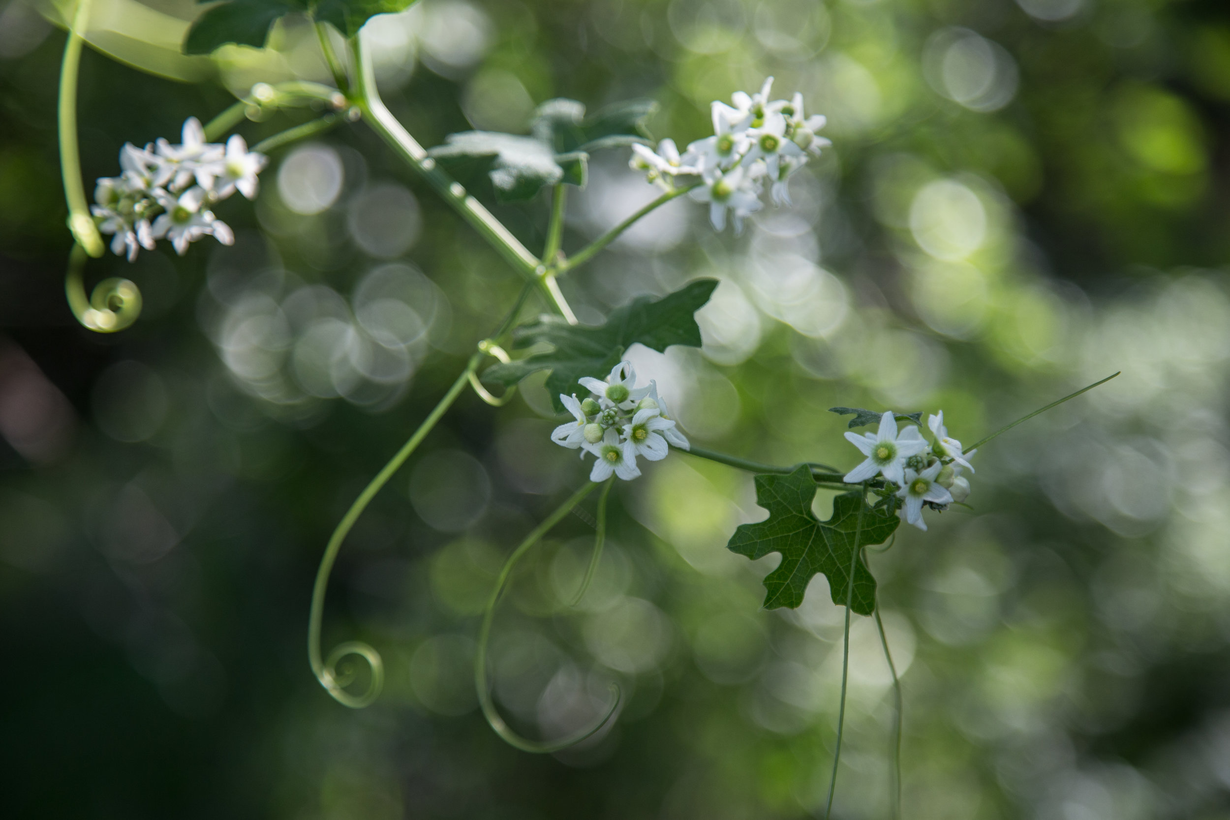 wild-cucumber_25055039845_o.jpg