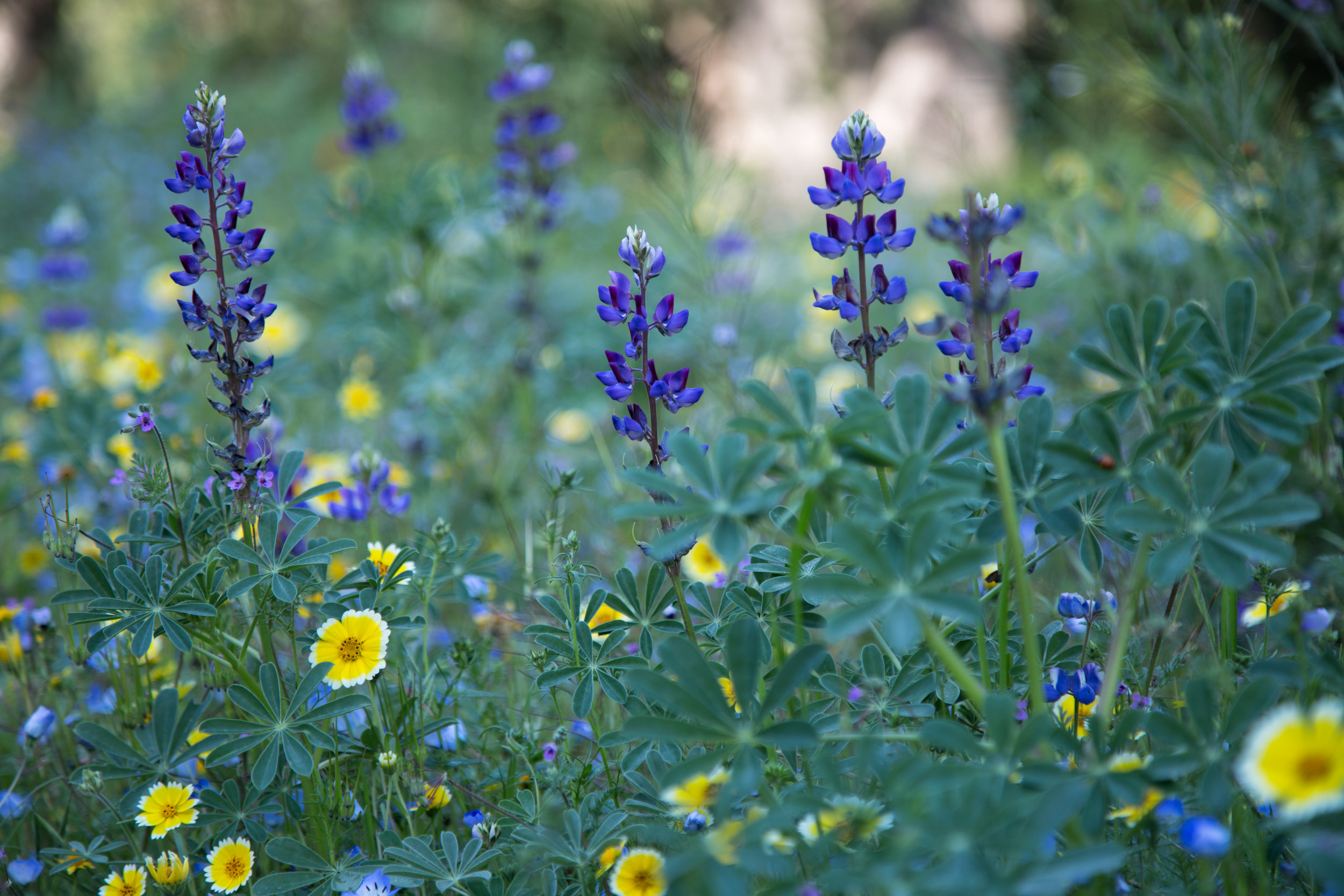 wildflowers_26635023826_o.jpg