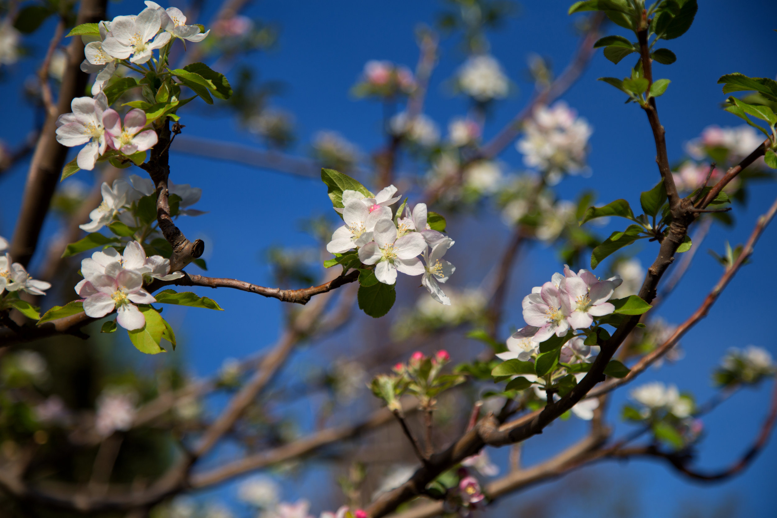 apple-blossoms_25298177456_o.jpg