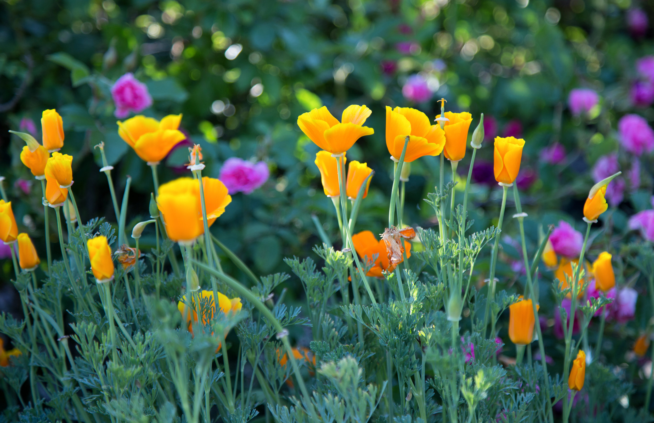 california-poppies-in-the-rose-garden_26509293055_o.jpg