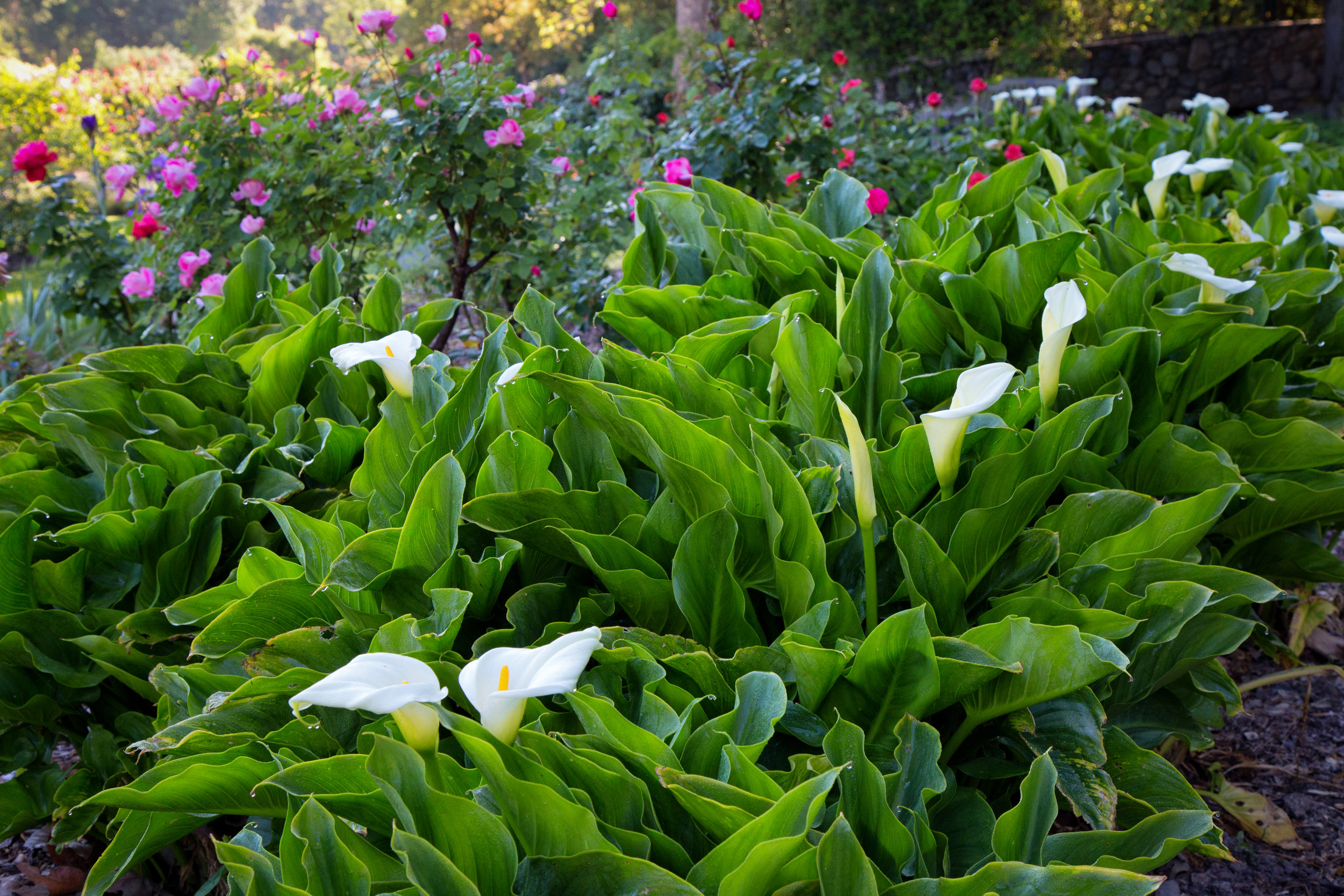 calla-lilies-in-the-rose-garden_26196726945_o.jpg