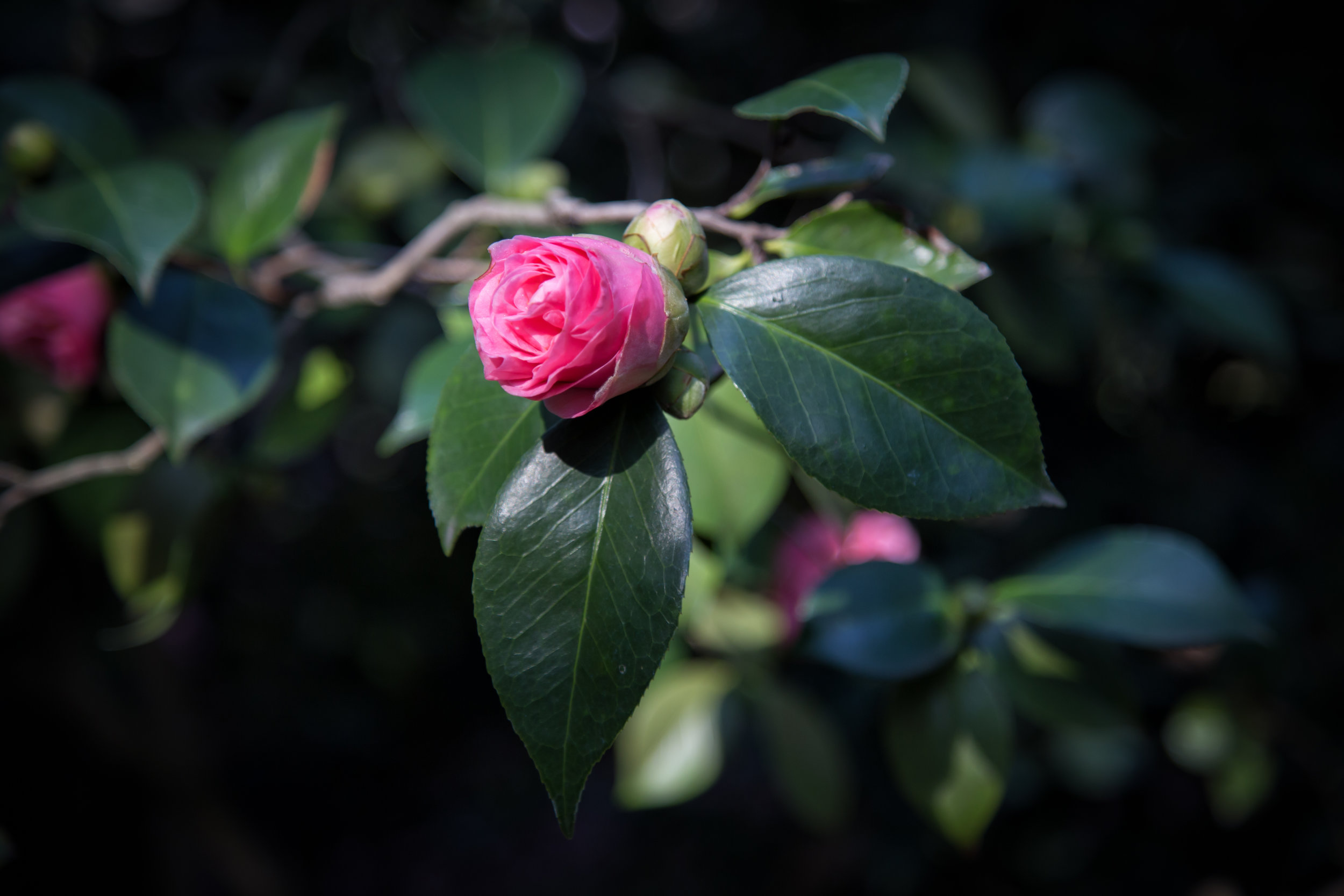 camellia-forest_24888785970_o.jpg