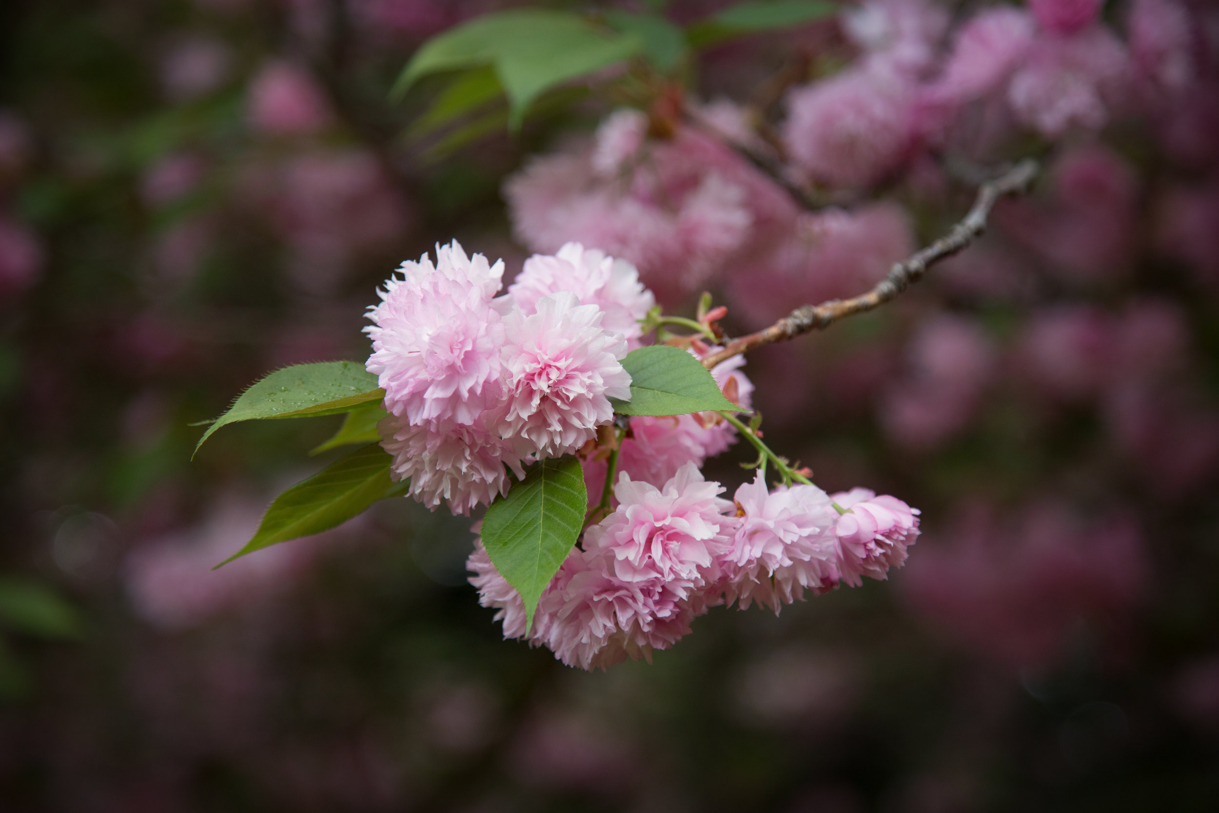 cherry-blossom_25637014014_o.jpg